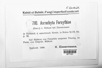 Boeremia exigua image